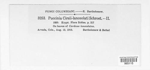 Puccinia caricis-lanceolatae image